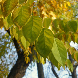 Arbre  caf du Kentucky, Chicot du Canada